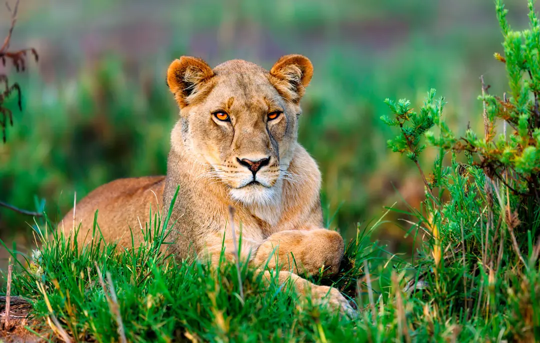 Roundtrip Africa Tanzania Highlights Zanzibar Day6 Ngorongoro Lion ST 262120433 1 014