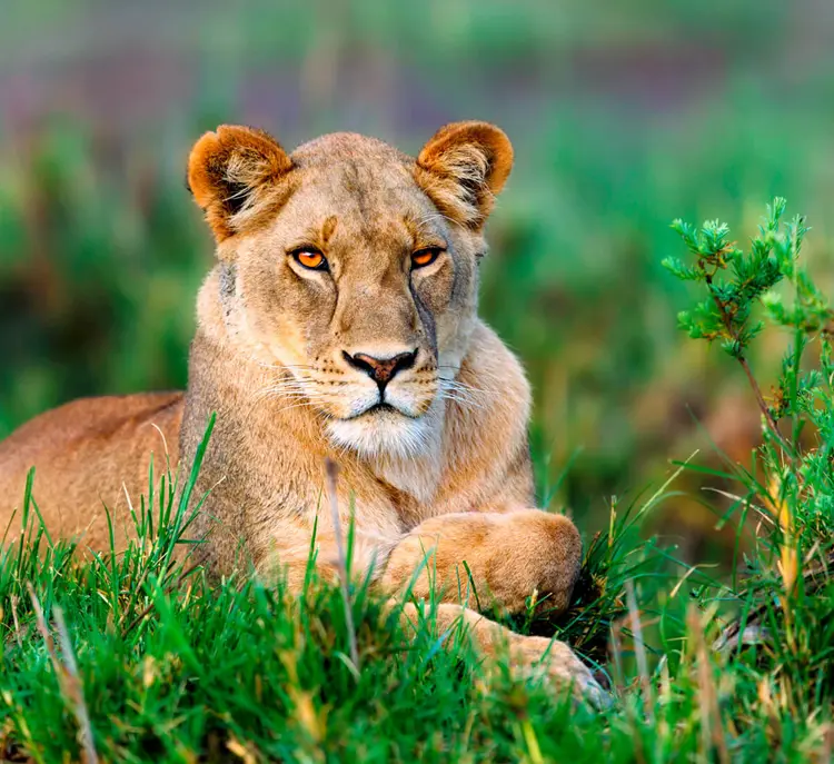 Roundtrip Africa Tanzania Highlights Zanzibar Day6 Ngorongoro Lion ST 262120433 1 014