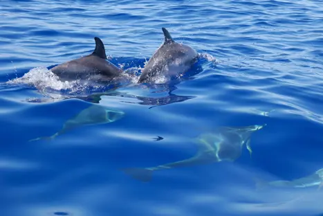 SPC Dolphins 436303717