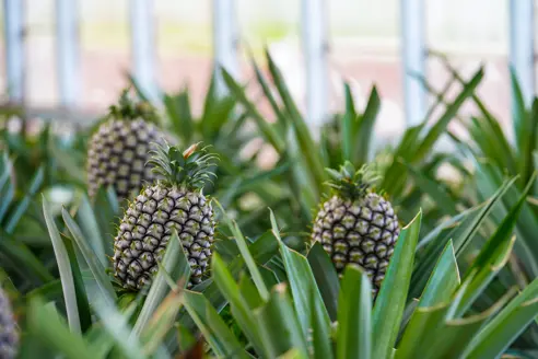 (1) Sao Miguel, Ananas Besøg Ponta Delgada