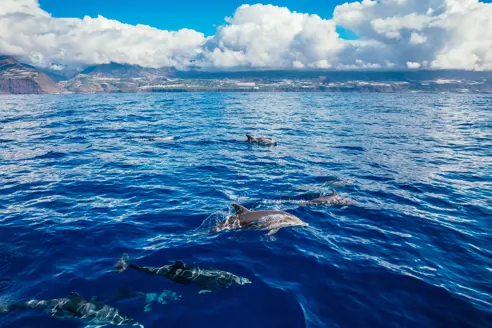 SPC Dolphins Adobestock 447528271