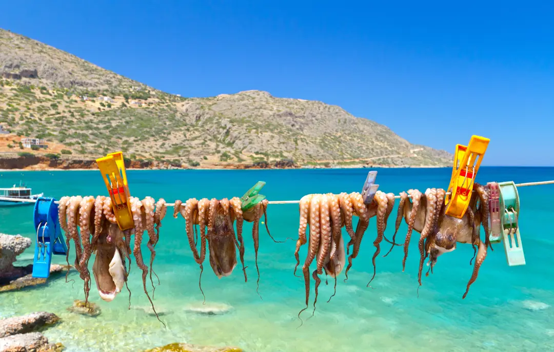 Drying Octopus Arms In A Fishing Port Of Plata On Crete, Greece 106988963