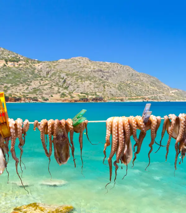Drying Octopus Arms In A Fishing Port Of Plata On Crete, Greece 106988963