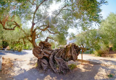2000 Year Old Olive Tree In Exo Hora. Adobestock 116861612