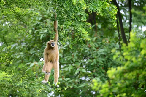 Khao Sok 355781903
