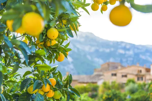 Spain Mallorca Destination Mallorca Orange Farm Fornalutx Gettyimages 545455176 1