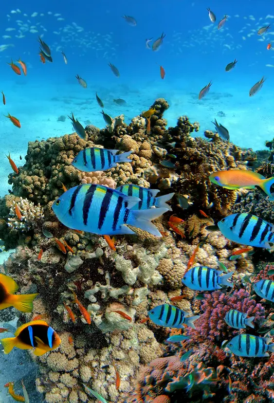 Hurghada Adobestock 322075291