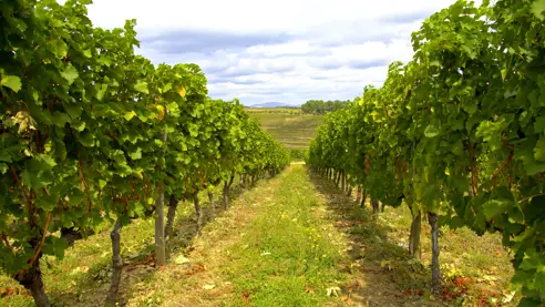 Portugal_Wine_AdobeStock_303659506.jpeg