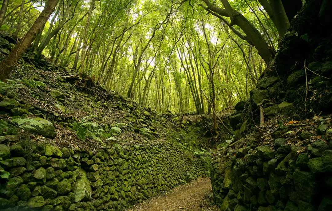 SPC Rain Forest 1070131574