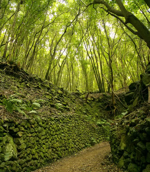 SPC Rain Forest 1070131574