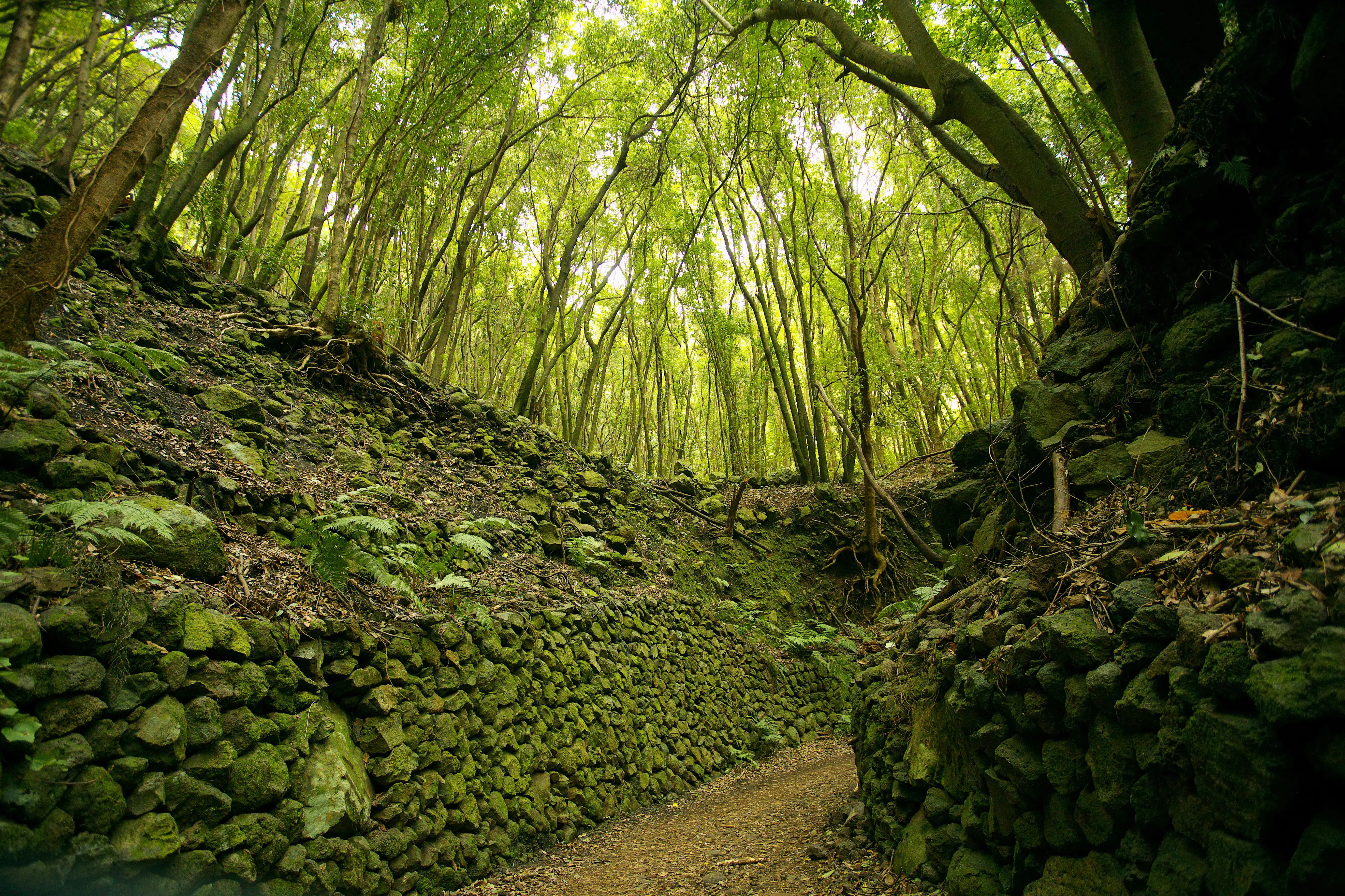 SPC Rain Forest 1070131574