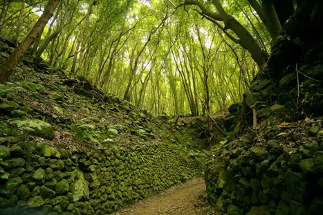 SPC Rain Forest 1070131574