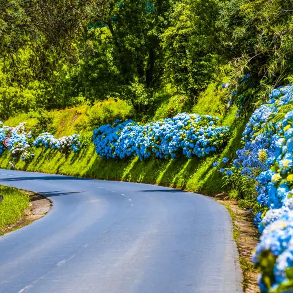 Hortensia 3