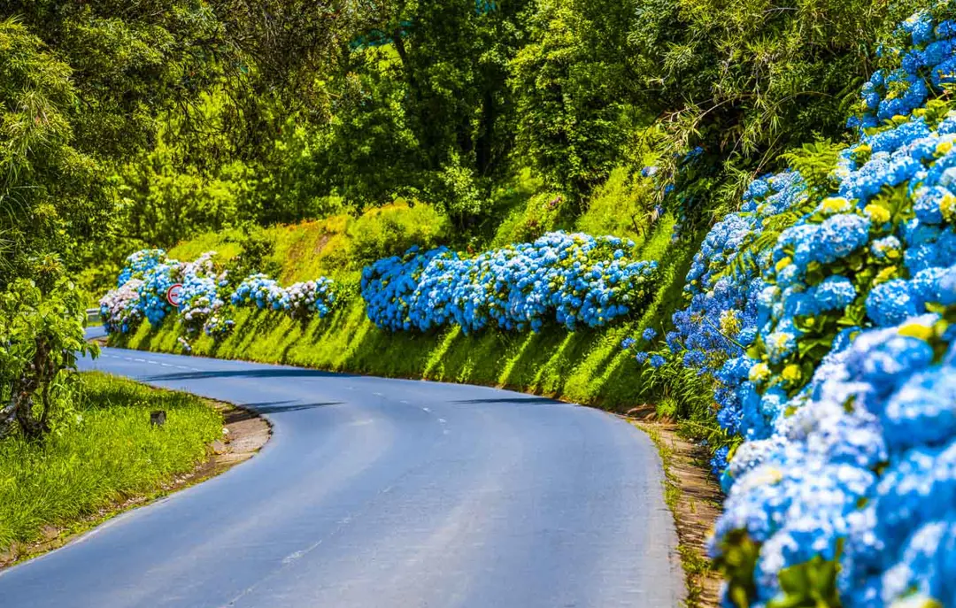 Hortensia 3