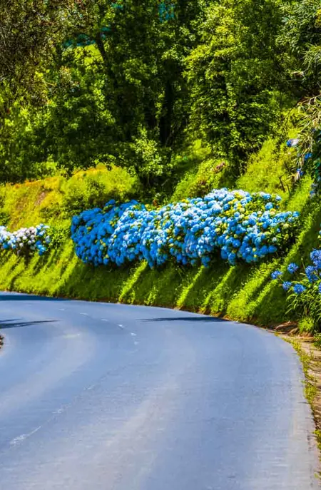 Hortensia 3