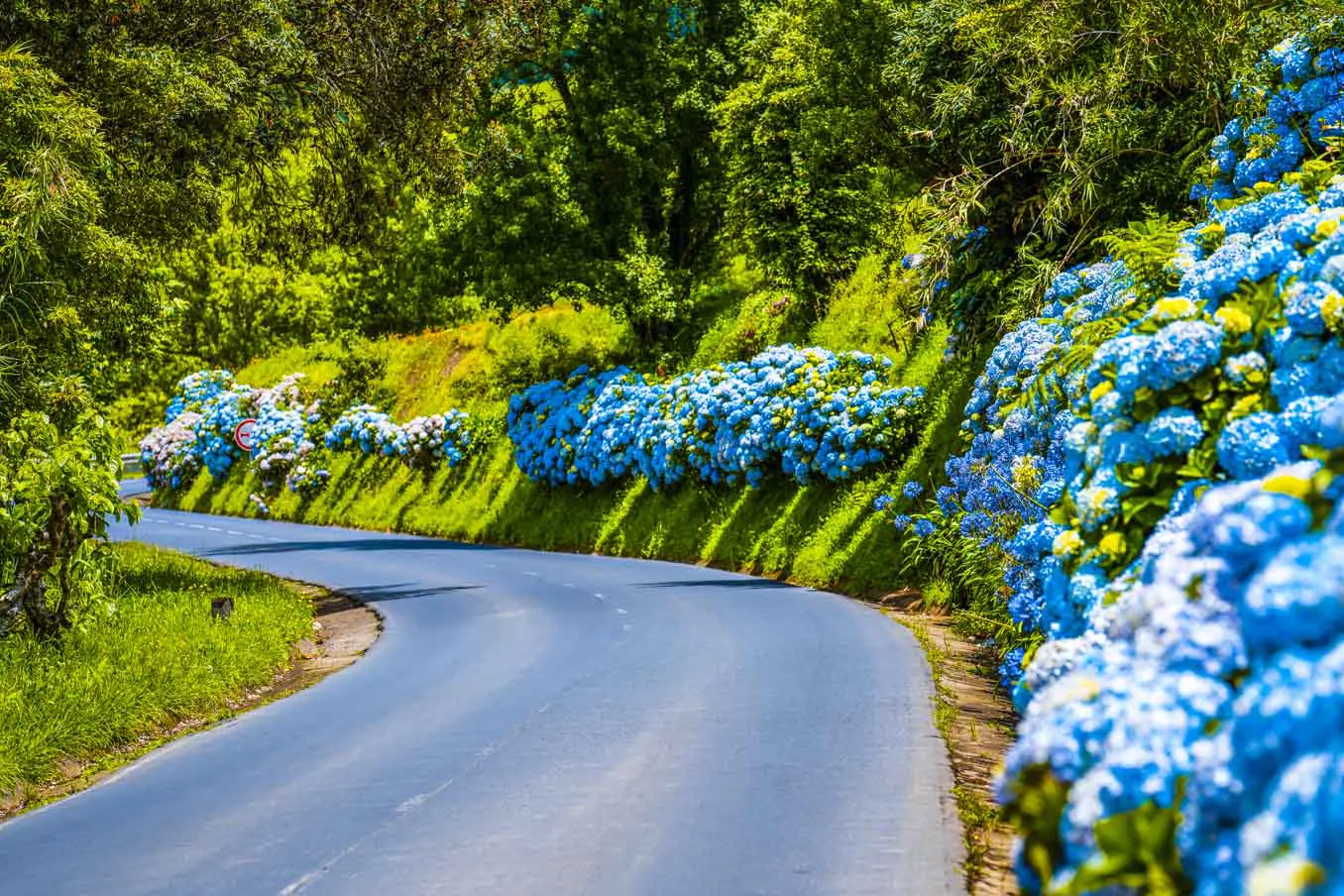 Hortensia 3