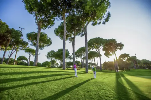 Papillon/The Montgomerie