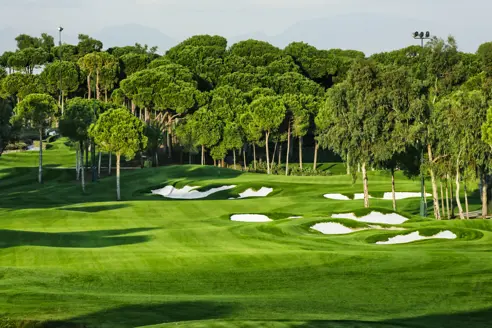 Carya