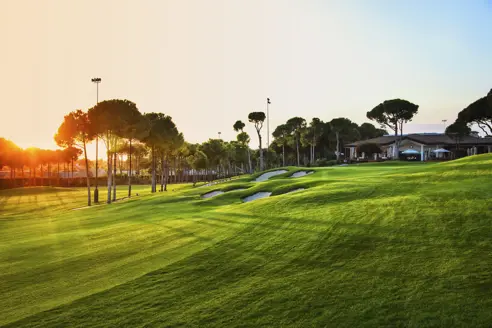 Carya